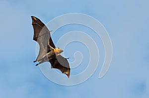 Flying fox, huge bat, against blue sky