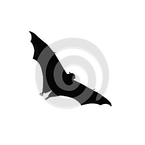 Flying fox - huge bat isolated on a white background