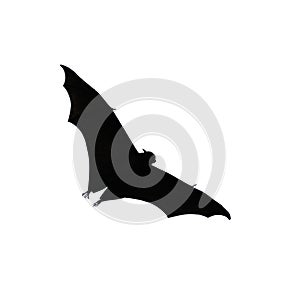 Flying fox - huge bat isolated on white background