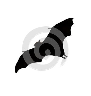 Flying fox - huge bat isolated on white background