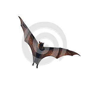 Flying fox - huge bat isolated on white background