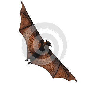 Flying fox - huge bat isolated on white background
