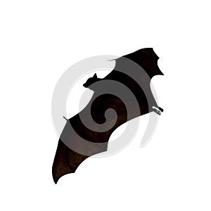 Flying fox - huge bat isolated on white background