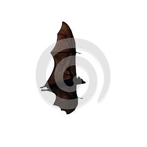 Flying fox - huge bat isolated on white background