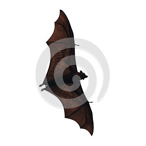 Flying fox - huge bat on white background