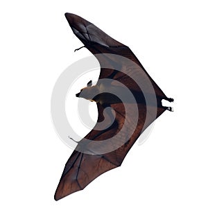 Flying fox - huge bat on white background