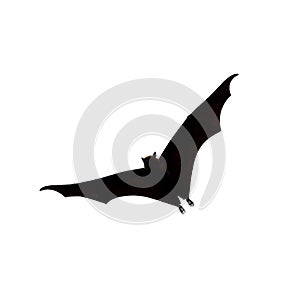 Flying fox - huge bat on white background