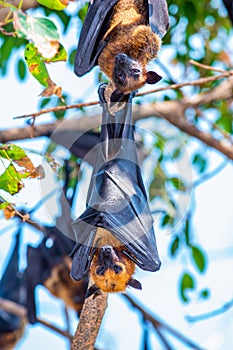 Flying Fox on The Tree