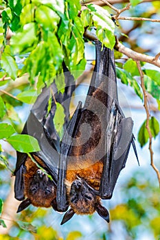 Flying Fox on The Tree