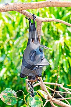 Flying Fox on The Tree