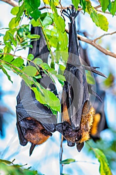 Flying Fox on The Tree