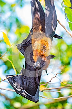 Flying Fox on The Tree
