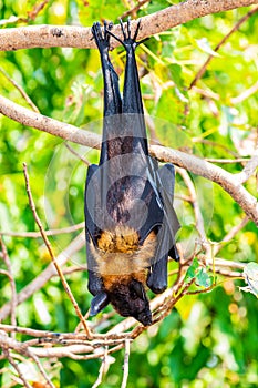 Flying Fox on The Tree