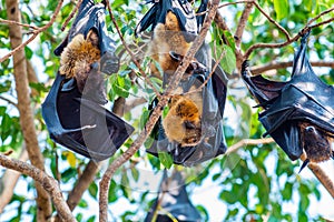 Flying Fox on The Tree
