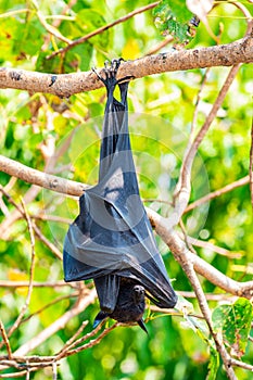 Flying Fox on The Tree