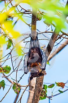 Flying Fox on The Tree