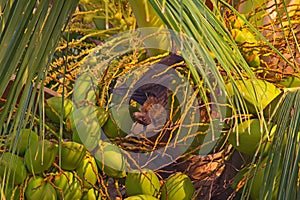 Flying fox (Pteropus)