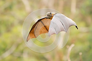 Flying Fox Suspended in Mid Air