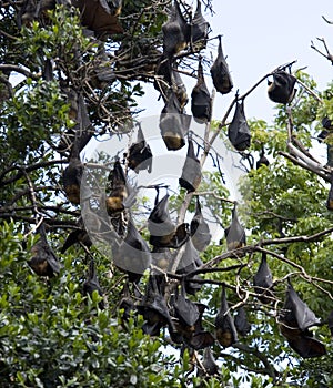 Flying foxes