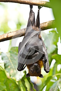 Flying foxes