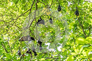 Flying foxes,the biggest bat on tree, can generally found at Similan islands of Thailand