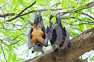 Flying foxes couples