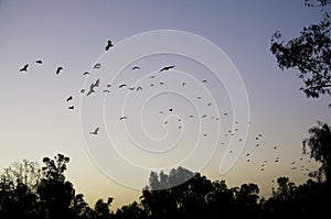 Flying foxes fruit bats fly in orderly column