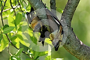 Flying Foxes on a green tree in the african nature habitat