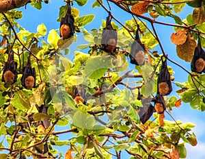 Flying foxes hang in a tree