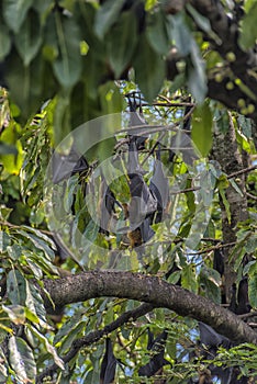 Flying foxes hanging on a tree