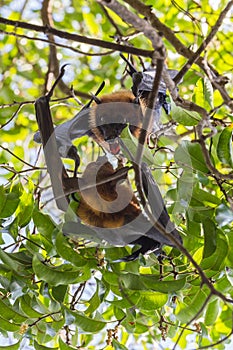 Flying foxes hanging on a tree