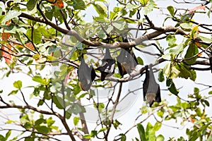 Flying foxes hanging on a tree