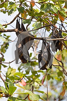 Flying foxes hanging on a tree