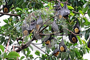 Flying foxes