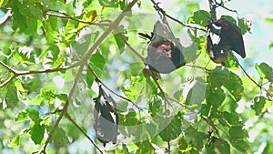 Flying foxes rest