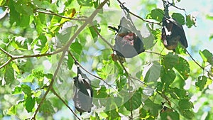 Flying foxes rest