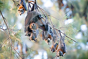 Flying foxes roosting