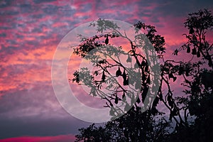 Flying foxes sleeping hanging on tree at moody sunset