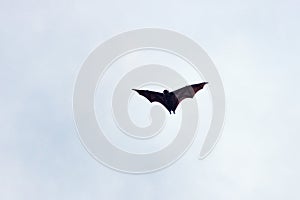 Flying foxes from Sri Lanka photo