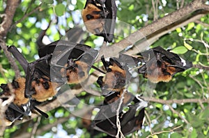 Flying foxes in Thailand