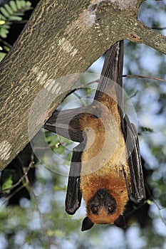 Flying foxes in Thailand