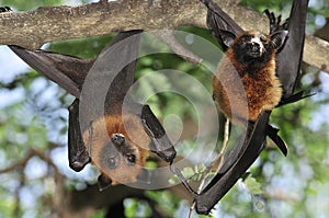 Flying foxes in Thailand