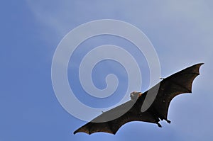 Flying foxes in Thailand