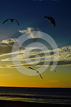 Flying free in the sky