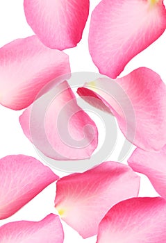 Flying fresh pink rose petals on background