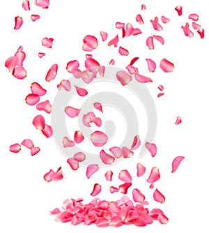 Flying fresh pink rose petals on background