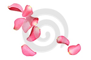 Flying fresh pink rose petals on background