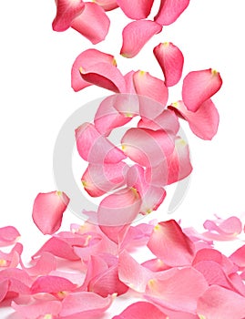 Flying fresh pink rose petals on background