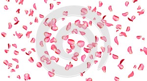 Flying fresh pink rose petals on background