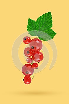 Flying fresh red currant with green leaves. Concept of food levitation. Currant, levitation.